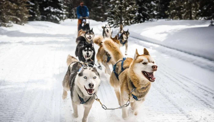 lapland dog