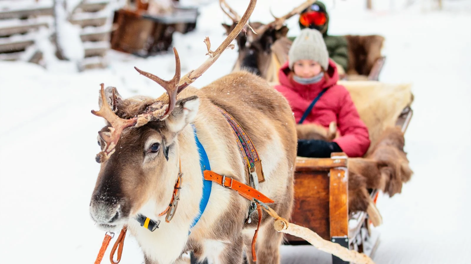 lapland raindeer